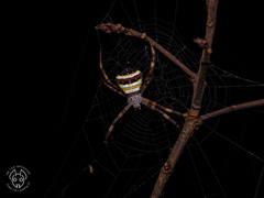 Argiope aetherea