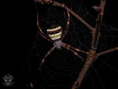 Argiope aetherea