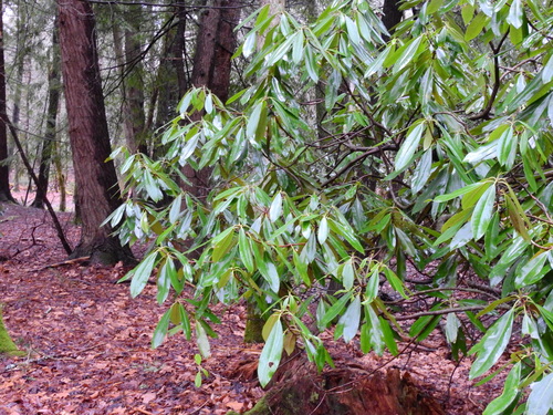 Rhododendron maximum