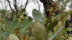 Byrsonima verbascifolia