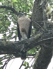Accipiter cooperii image