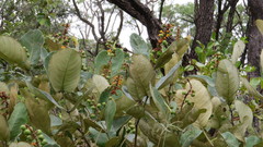 Byrsonima verbascifolia