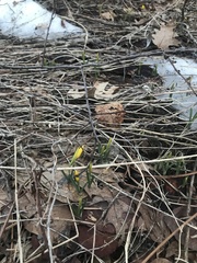 Narcissus cuneiflorus