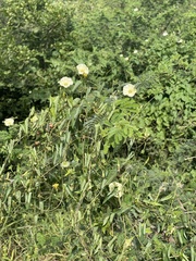 Ipomoea obscura obscura