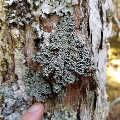 Heterodermia squamulosa
