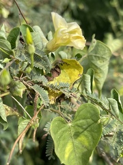 Ipomoea obscura obscura