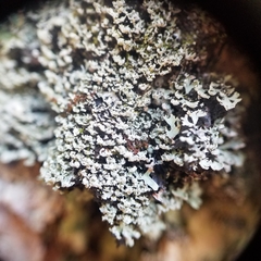 Heterodermia squamulosa
