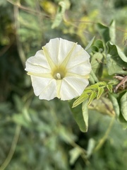 Ipomoea obscura obscura