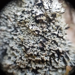 Heterodermia squamulosa