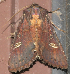 Neumichtis adamantina