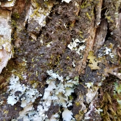 Leptogium laceroides