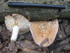 Russula eccentrica