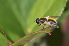 Cheilosia grossa