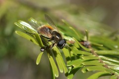 Cheilosia grossa