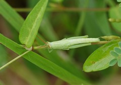 Stenocatantops angustifrons
