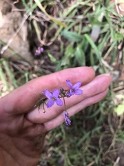 Boechera breweri shastaensis