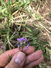 Boechera breweri shastaensis