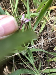 Boechera breweri shastaensis