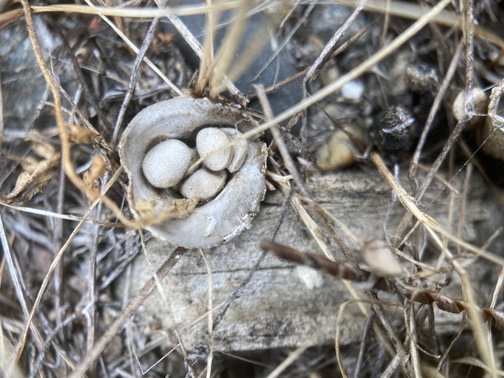 field bird's nest fungus from Kelley Park, San Jose, CA, US on March 25