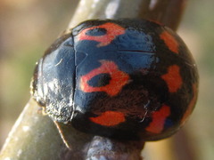 Paropsides soriculata