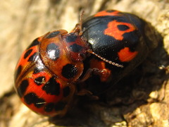 Paropsides soriculata