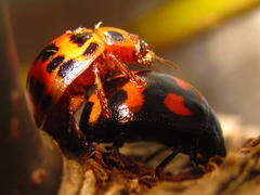 Paropsides soriculata