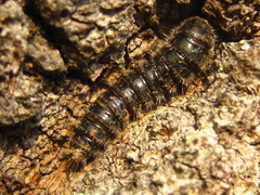 Cerogria janthinipennis