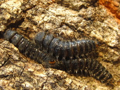 Cerogria janthinipennis