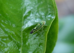 Scopogonalia interruptula