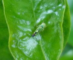 Scopogonalia interruptula