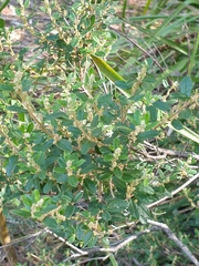Pomaderris vacciniifolia