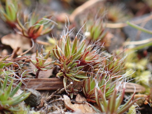 bristly haircap moss
