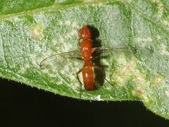 Sepsisoma