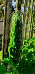 Momordica charantia charantia