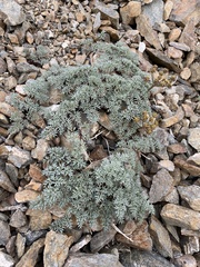 Cymopterus panamintensis panamintensis