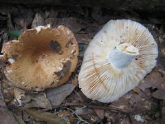 Russula eccentrica