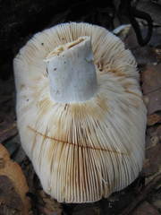 Russula eccentrica