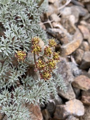 Cymopterus panamintensis panamintensis