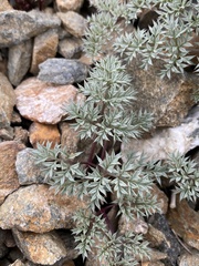 Cymopterus panamintensis panamintensis