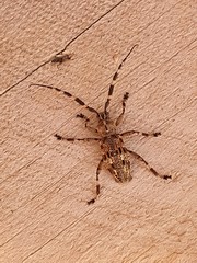 Hexatricha pulverulenta