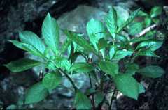 Scopolia carniolica