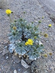 Enceliopsis covillei