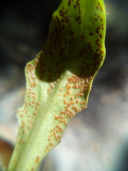 Puccinia aucta