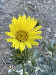 Enceliopsis covillei