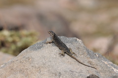 Liolaemus curis