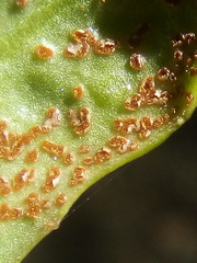 Puccinia aucta