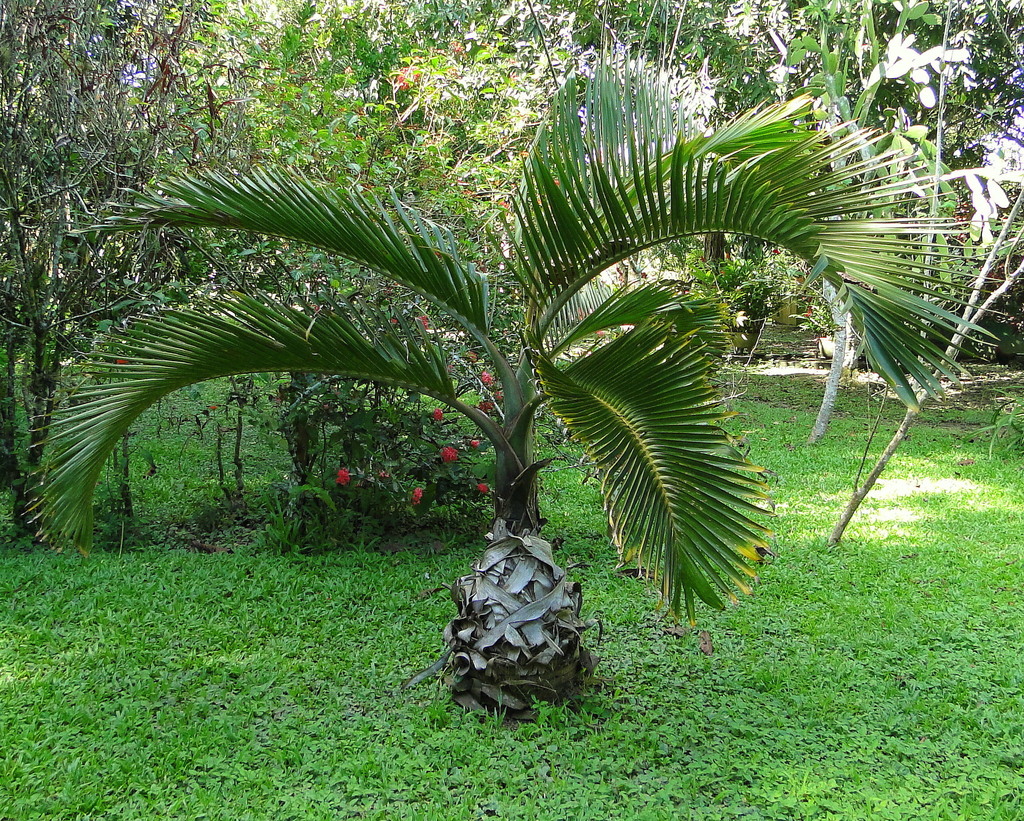 Bottle palm