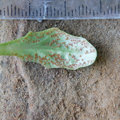 Puccinia aucta