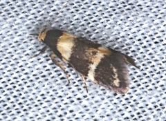 Cosmaresta callichrysa
