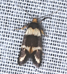 Cosmaresta callichrysa